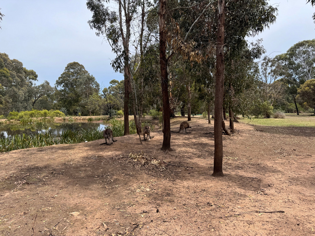 Bundoora Park景点图片