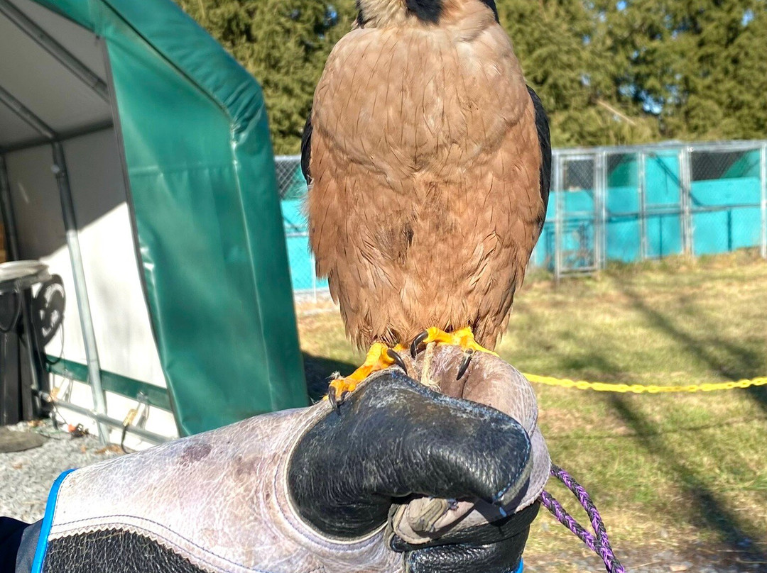 Falconry Excursions景点图片