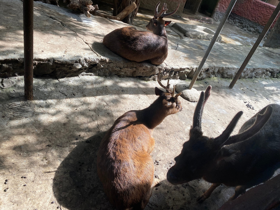 Malabon Zoo-马拉闵必去景点