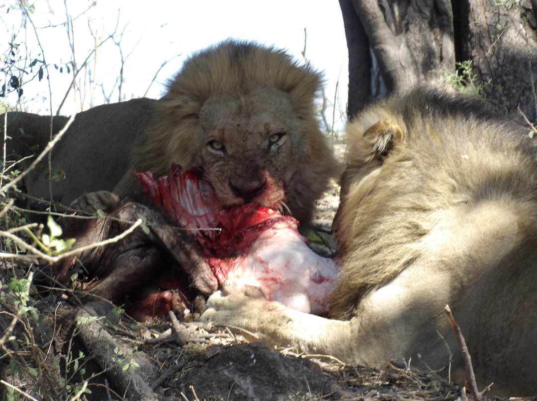 Southern Dynasty Safaris-卡萨尼必去景点