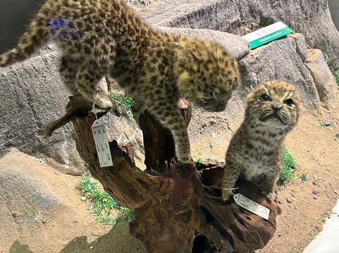 国家动物博物馆-北京市必去景点