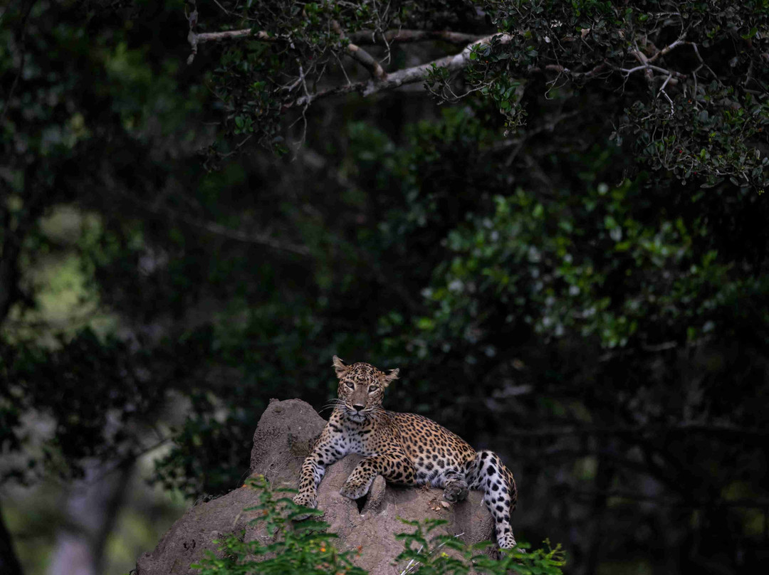 Big Cat Wilpattu景点图片