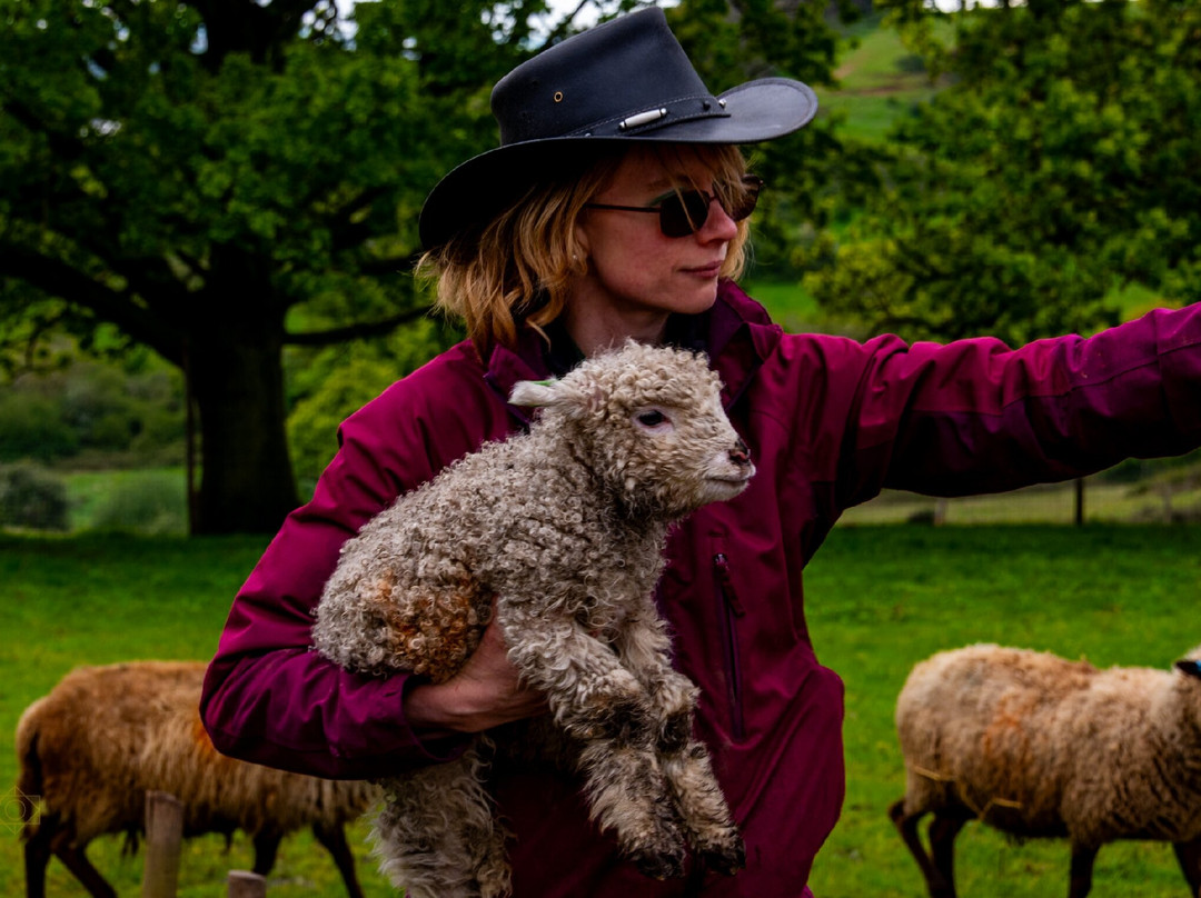 Hadleigh Farm - Rare Breeds Centre景点图片
