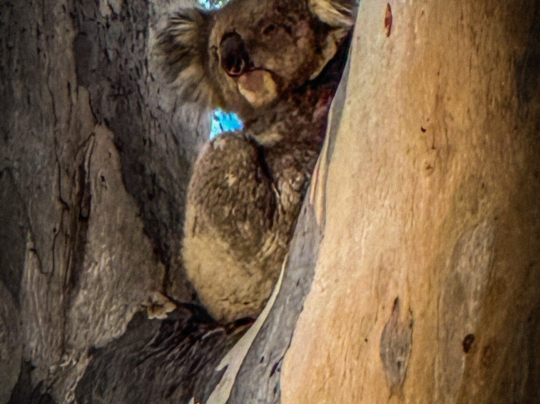 Ulupna Island-Strathmerton必去景点