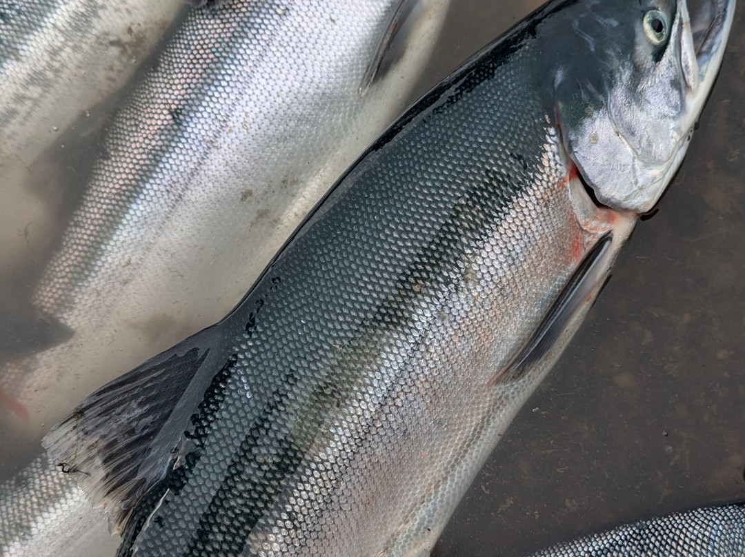 All Time Fishing-Kasilof必去景点