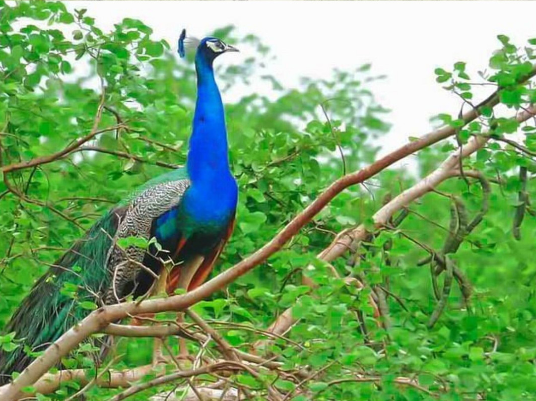 Sri Lanka Boutique Villas-锡吉里亚必去景点