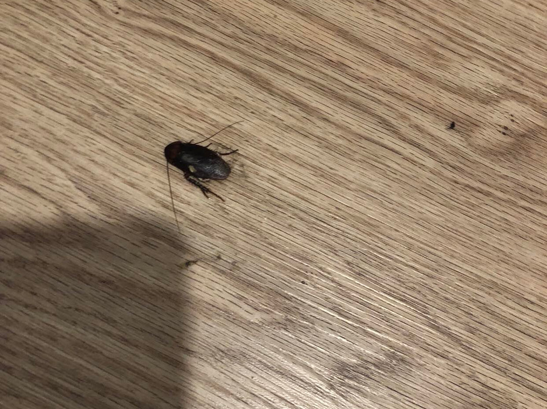 Springhill Suites by Marriott Jacksonville Beach Oceanfront主图