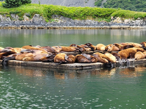 The Kodiak Life-Kodiak必去景点