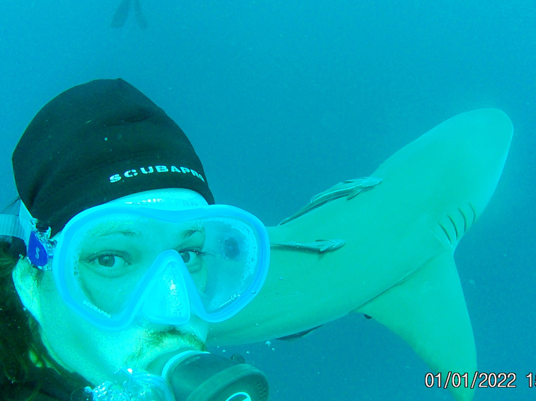 Swim With Sharks-棕榈海滩必去景点