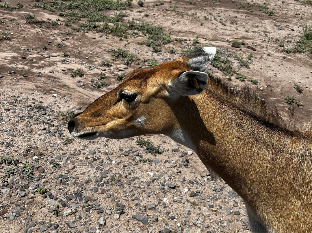 R Lazy J Wildlife Ranch-Eagar必去景点