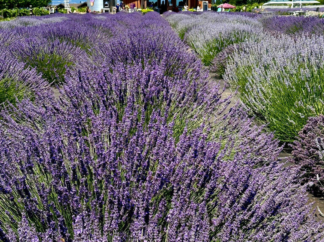 Hood River Lavender Farms-胡德里弗必去景点