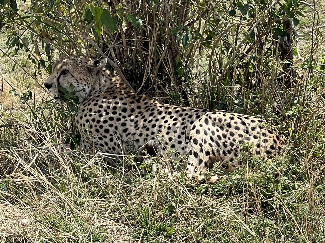 Top Africa Safaris-迪亚尼必去景点