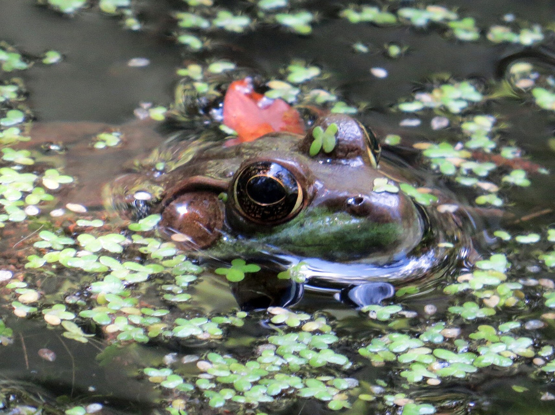 Scherman Hoffman Wildlife Sanctuary景点图片