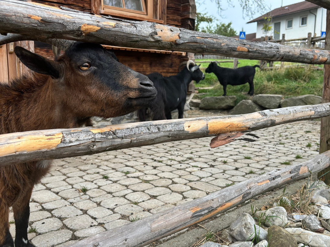 Alpzitt Chalets im Dorf主图