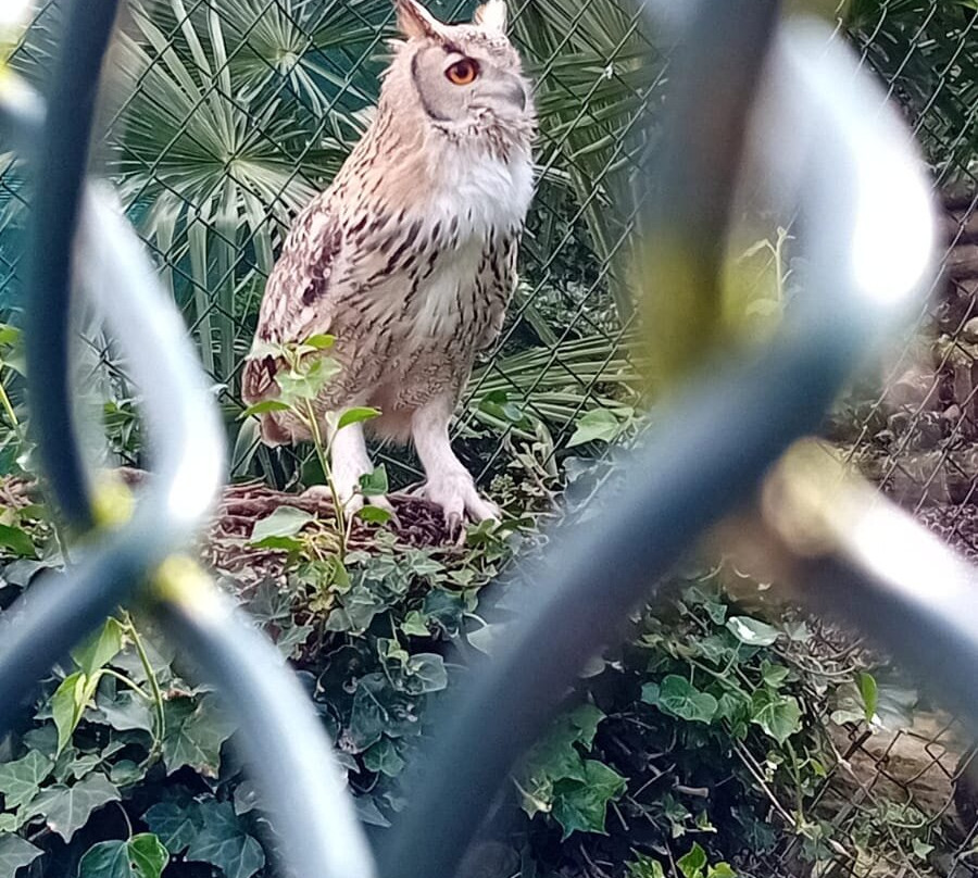 The Owls Trust景点图片