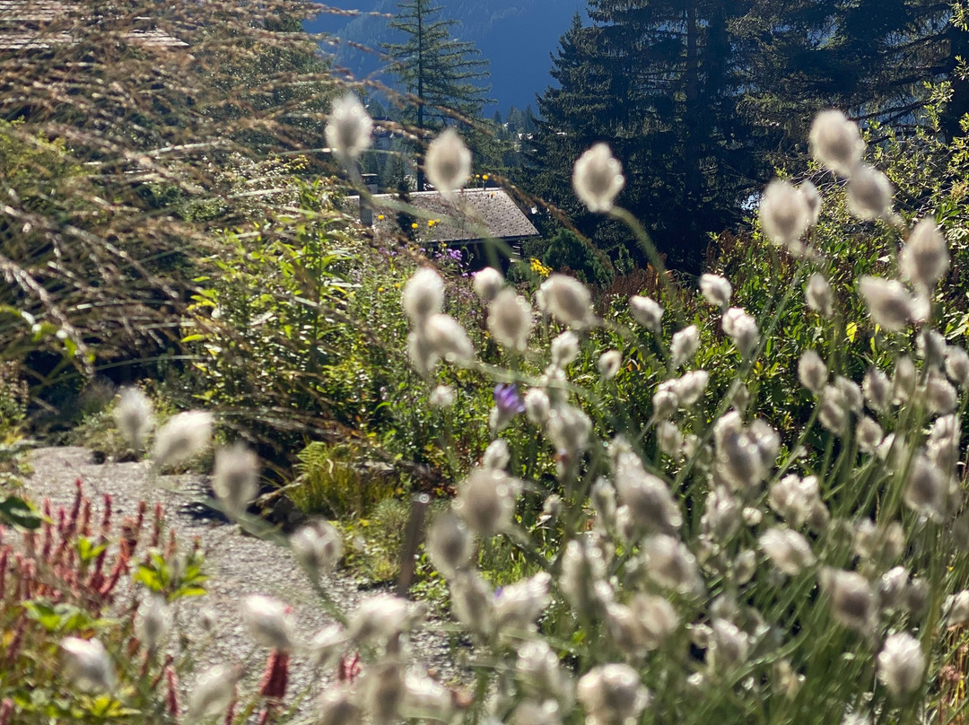 Flore-Alpe Alpine Botanical Garden-Champex必去景点