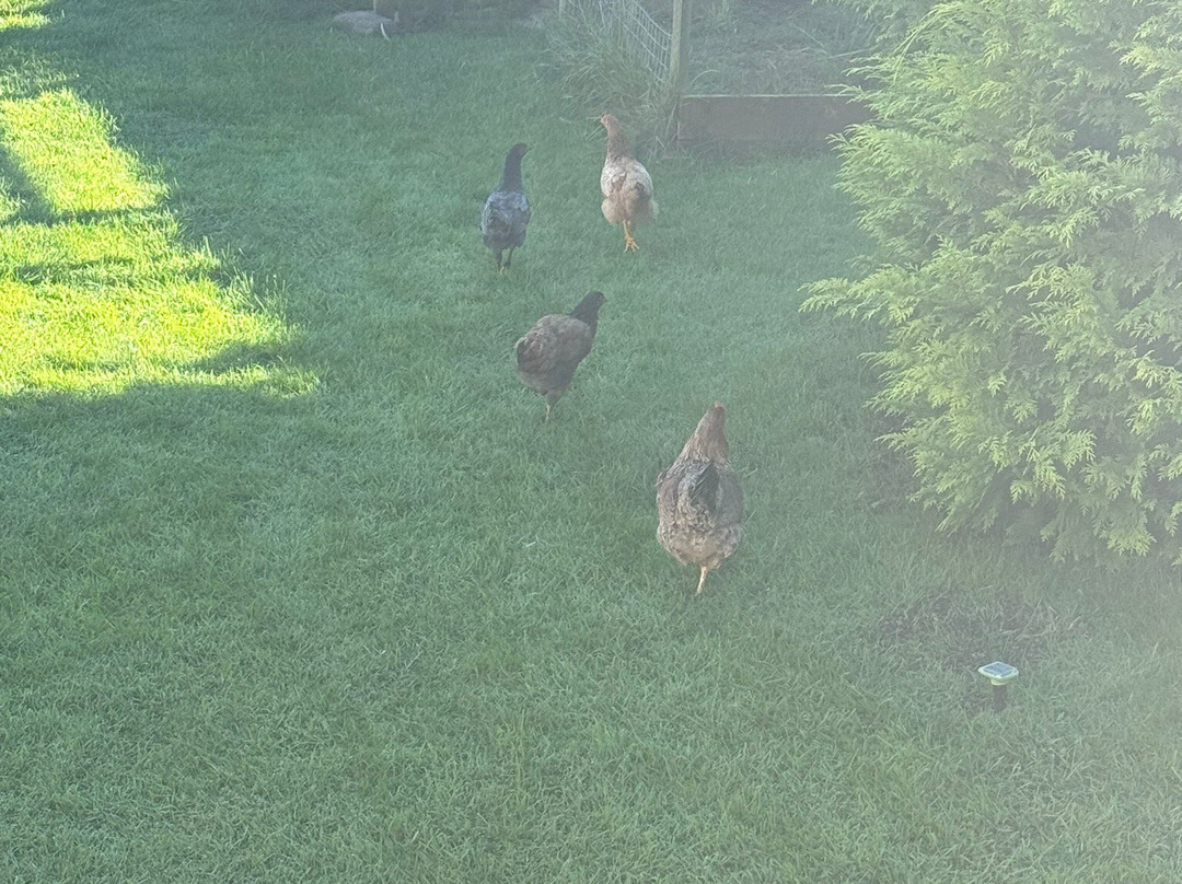 The Dolphins Guest House Bed & Breakfast主图