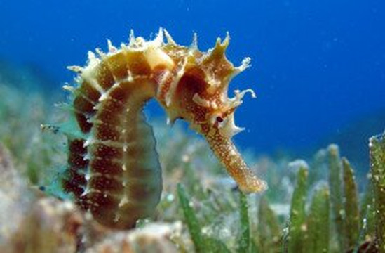 Dive Center Krk-Kornic必去景点