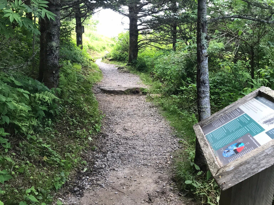 Mount Mitchell State Park景点图片