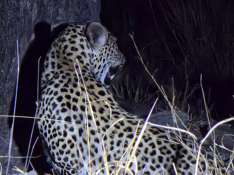 Traveling Man Safaris-庞帕诺比奇必去景点