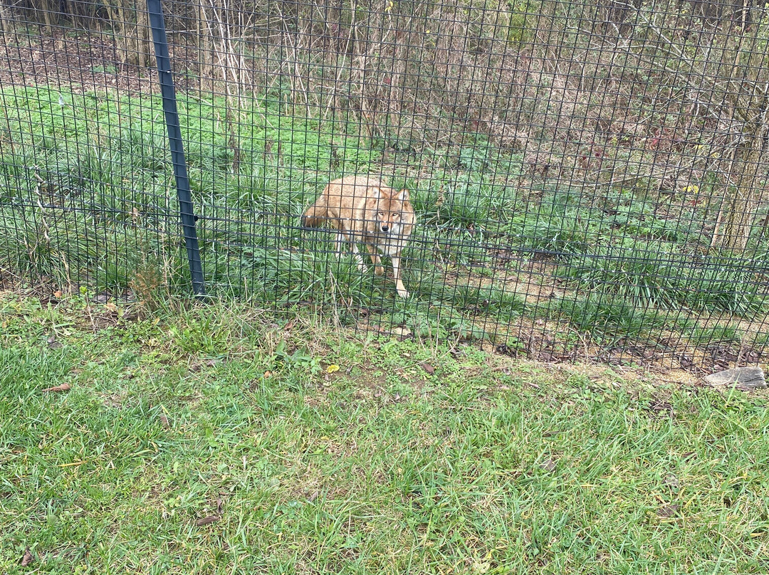 Red Wolf Sanctuary景点图片