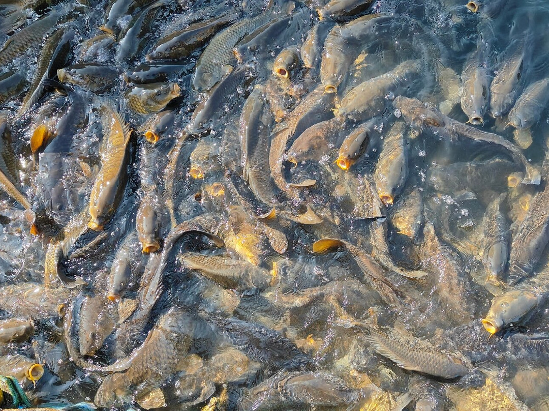Mansar Lake-Mansar必去景点