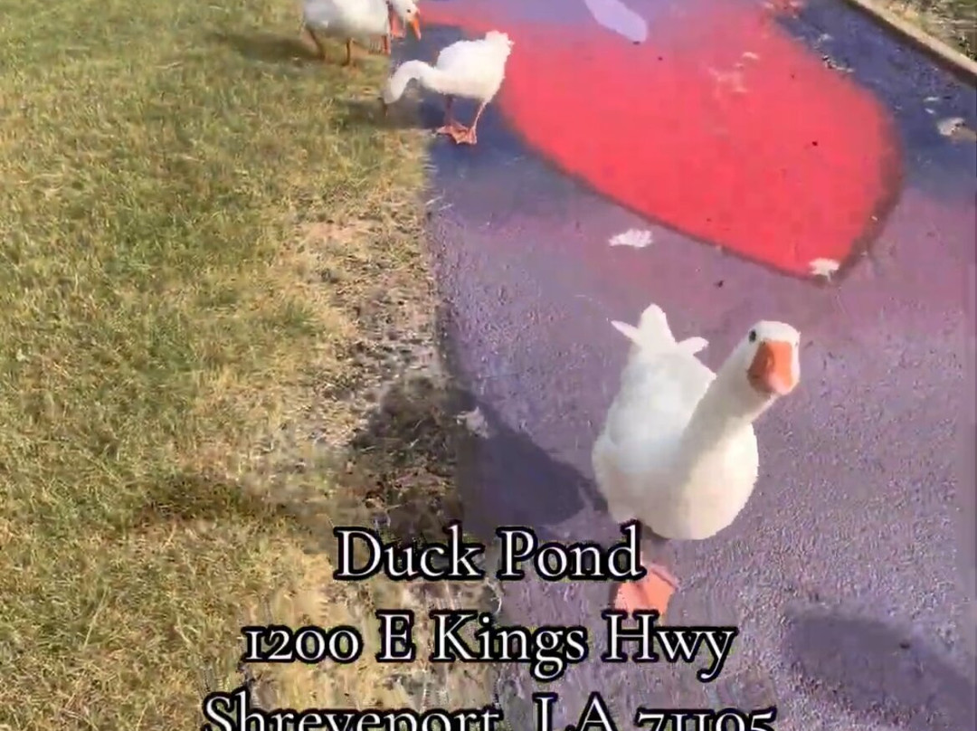 Duck Pond-什里夫波特必去景点