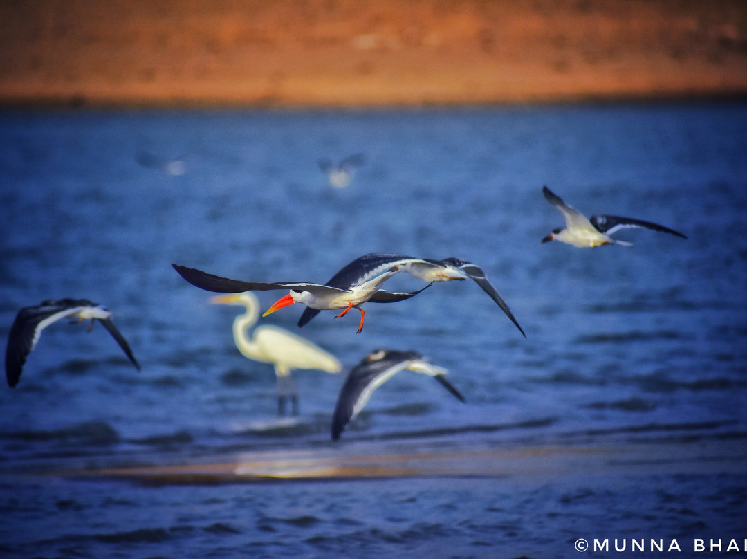 Munna Chambal River Safari Dholpur-Dholpur必去景点
