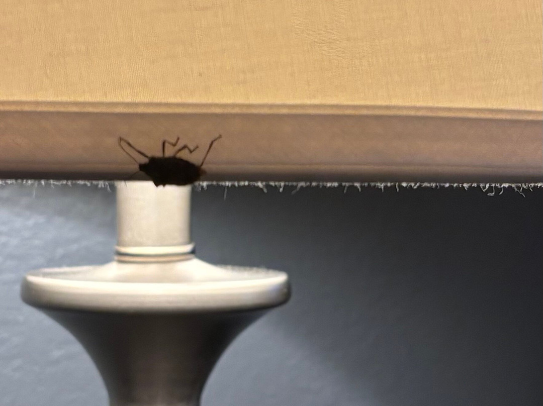 La Quinta Inn & Suites by Wyndham Goodlettsville - Nashville主图