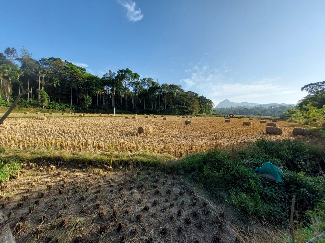 Machaan Plantation Resort主图