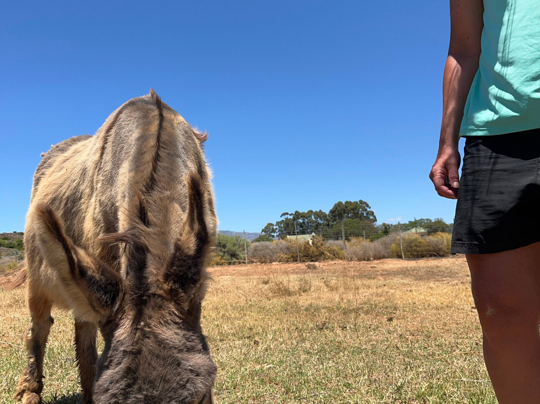 Eseltjiesrus Donkey Sanctuary-McGregor必去景点