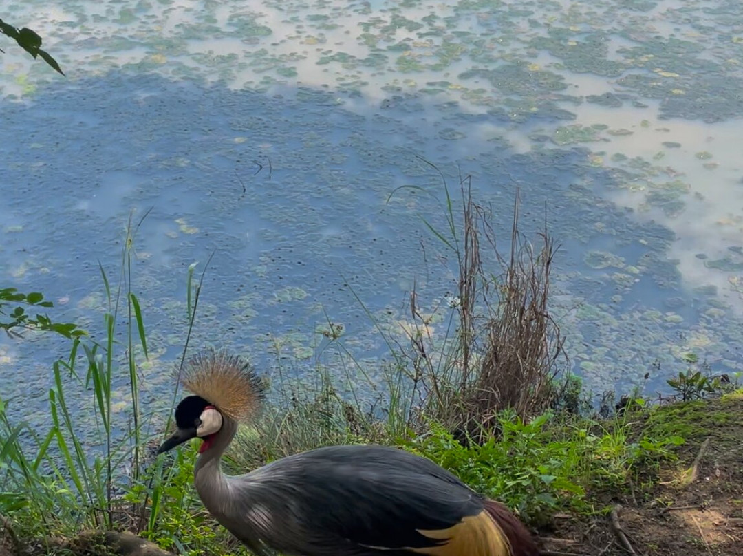Austin Roberts Bird Sanctuary-比勒陀利亚必去景点