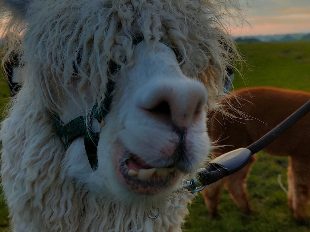 Alpaca Eco Farm景点图片