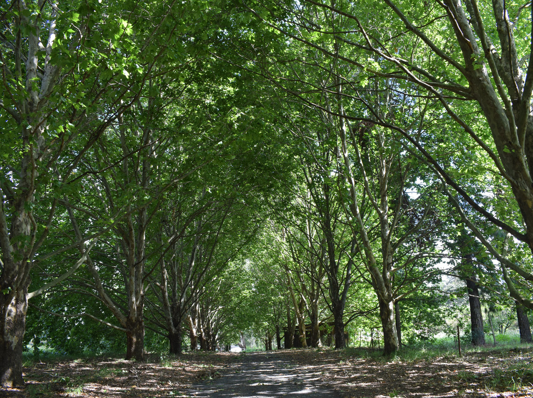 Sycamore Avenue Tree Houses主图