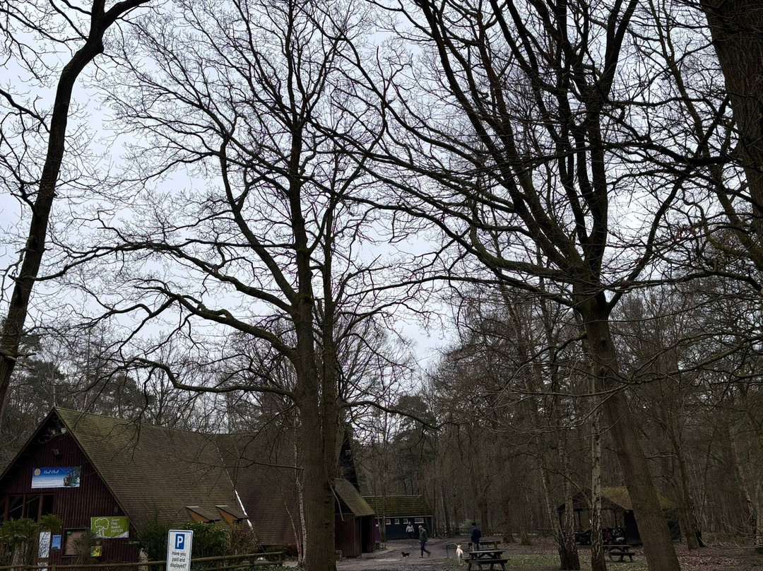 Thorndon Country Park景点图片