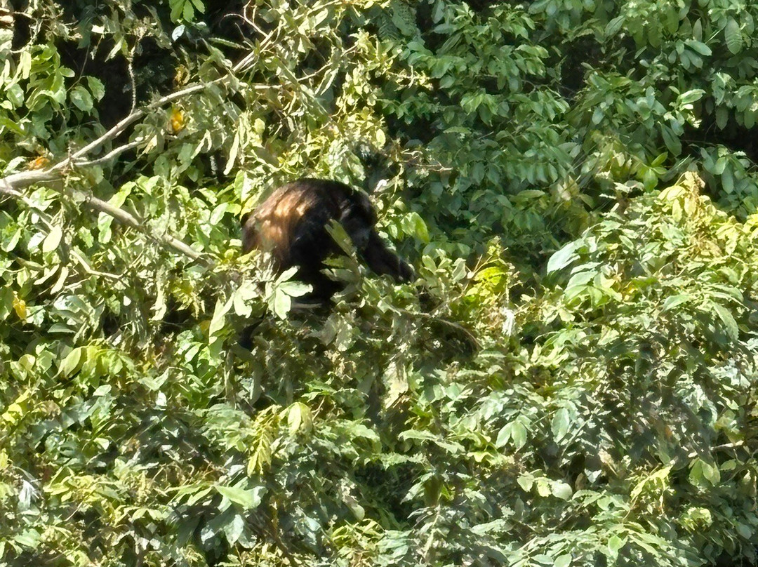 Caño Negro Wildlife Refuge景点图片