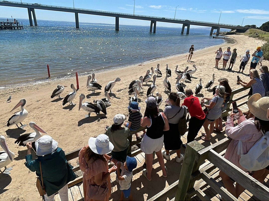 San Remo Fishermans Co-Op Pelican Feeding-圣雷莫必去景点