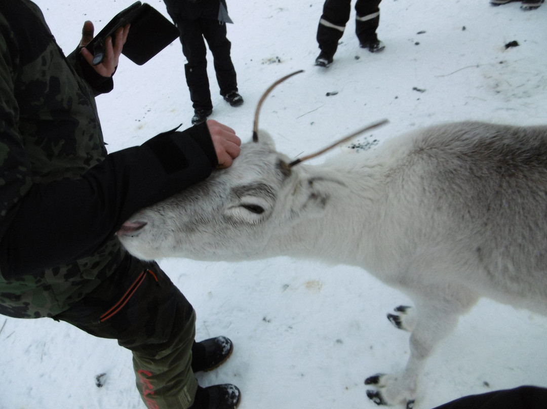 Ivalo reindeer farm-伊瓦洛必去景点