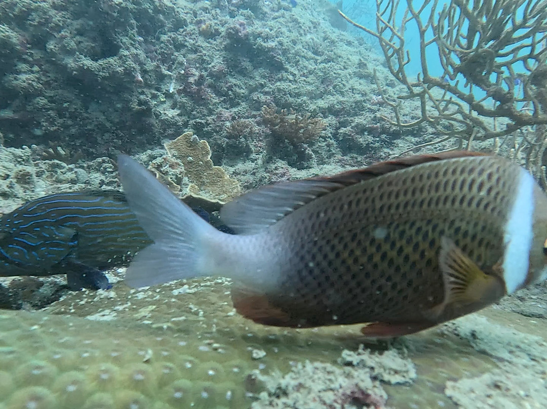 甲米萨瓦迪潜水中心-奥南必去景点