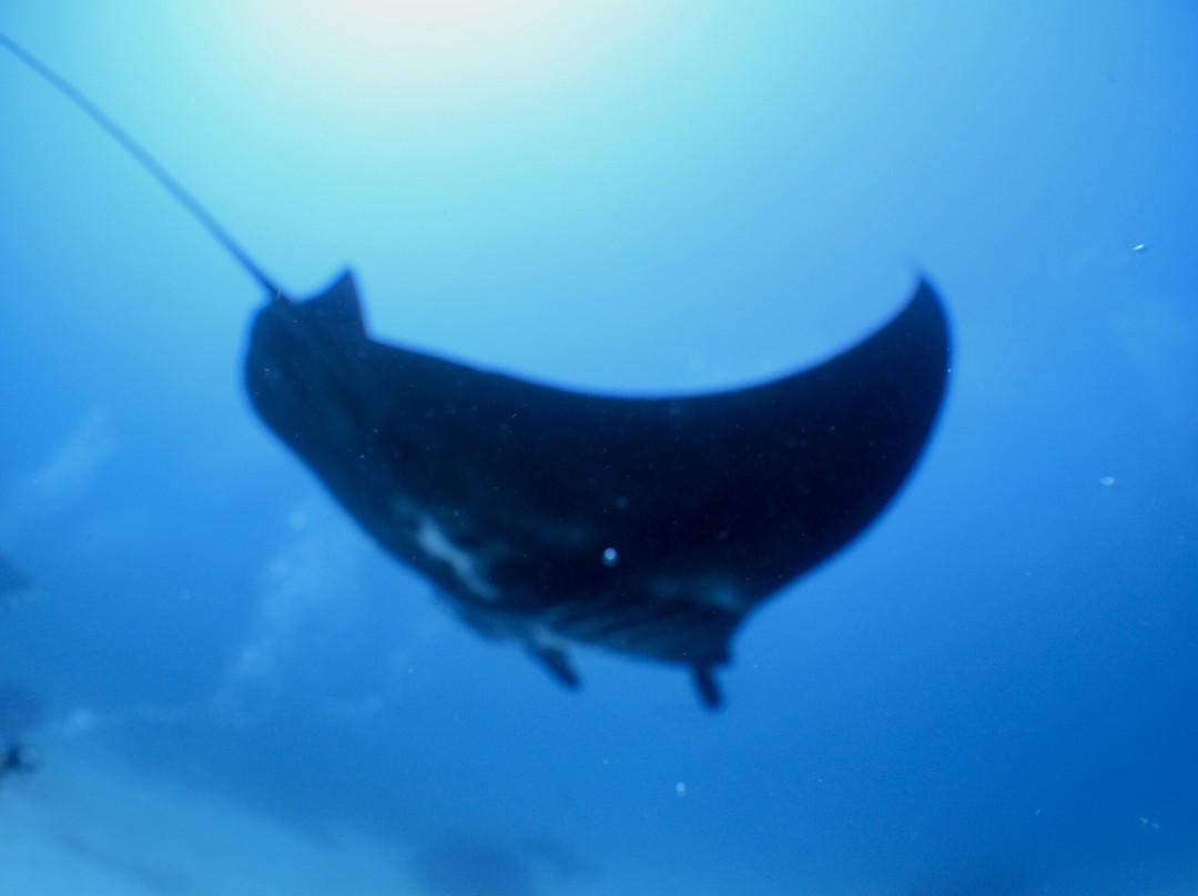 Manta Sandy-四王岛必去景点