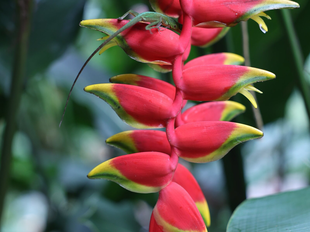 A Sweet Grenada Tours & Taxi景点图片