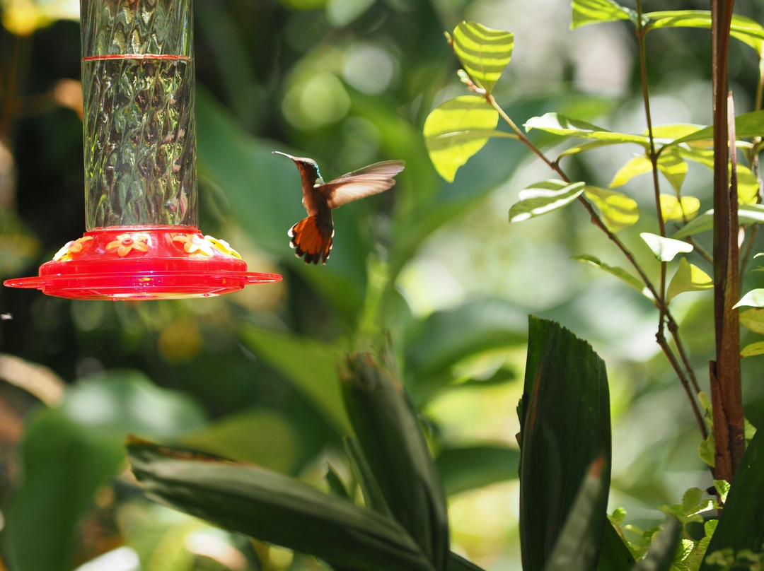 Adventure Farm and Nature Reserve-多巴哥必去景点