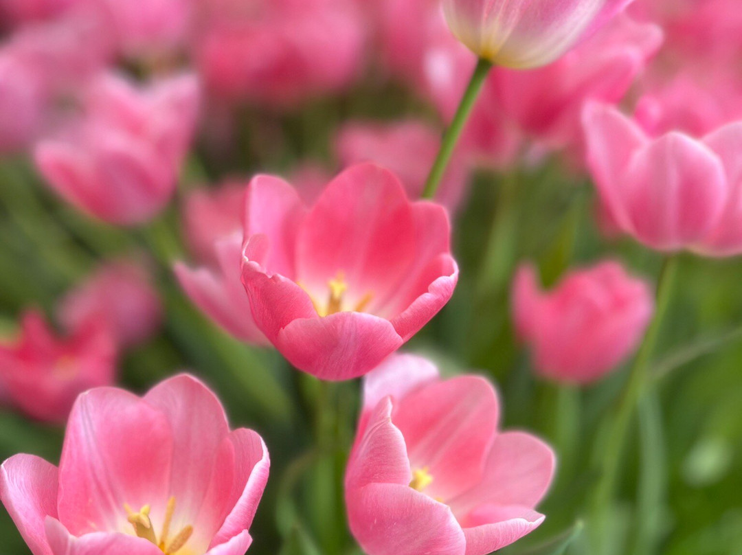 Kwekerij Siem Munster (Tulip Excursion)-Slootdorp必去景点