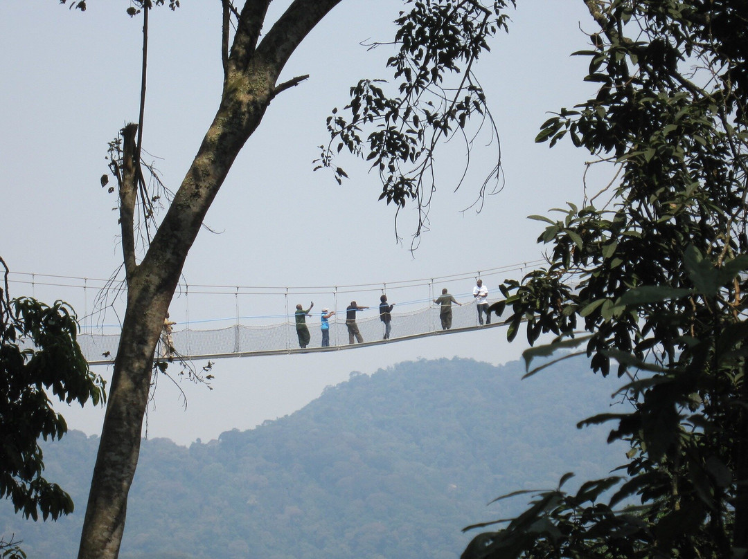 From Kigali: 1 Day Nyungwe Canopy Walk & Waterfall Adventure景点图片