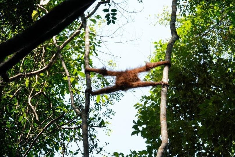 Bukit lawang orangutan trekking-武吉拉旺必去景点