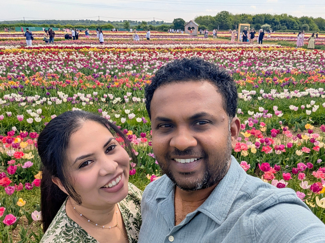 Tulleys Tulip Fields - Hertfordshire景点图片