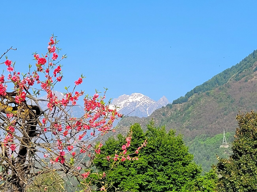 Mughal Gardens-斯利那加必去景点