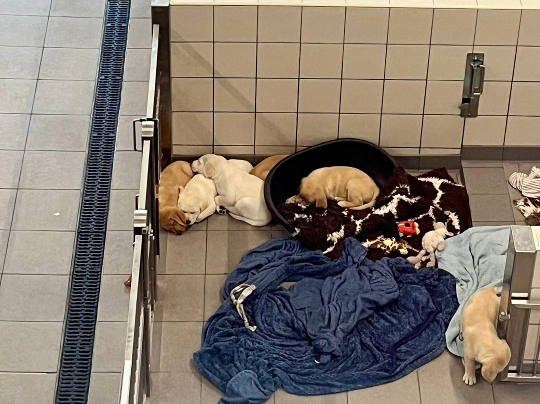 Guide Dogs - National Centre-Bishops Tachbrook必去景点