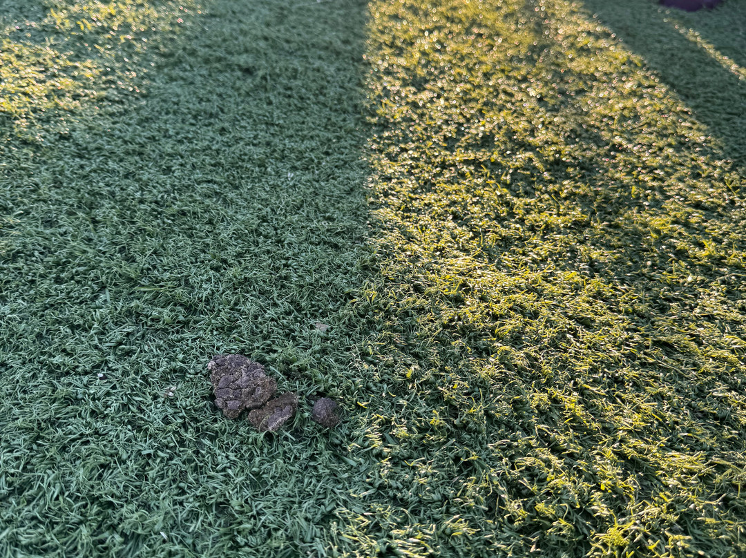 Aviana Resort Orlando主图