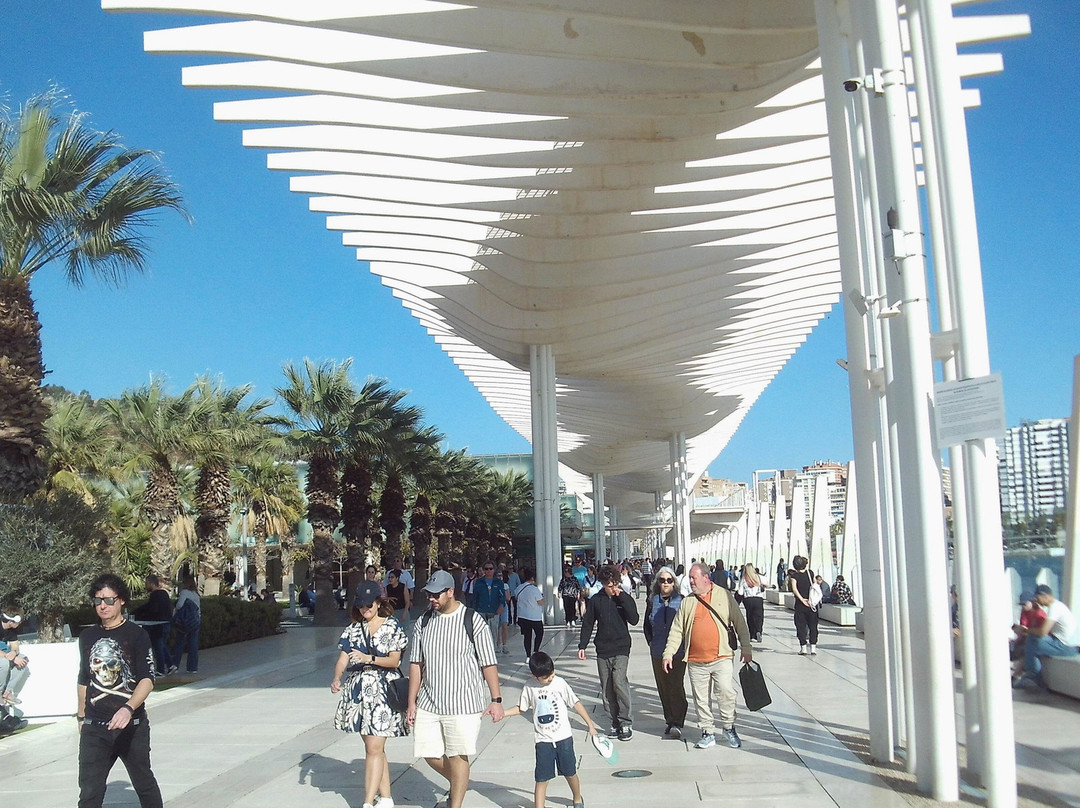 Palmeral de las Sorpresas景点图片